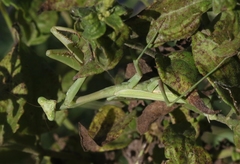 Stagmomantis resacae