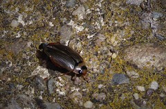 Lancetes lanceolatus