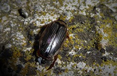 Lancetes lanceolatus