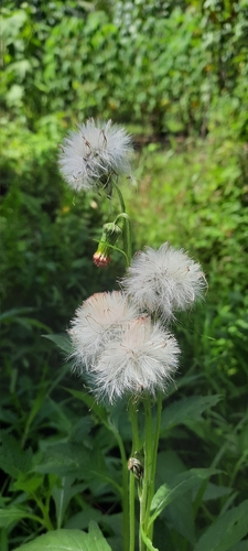 Crassocephalum crepidioides