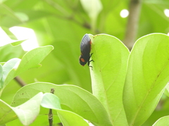 Huechys sanguinea