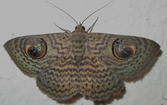 Calliodes pretiosissima
