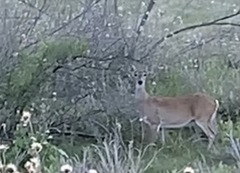 Odocoileus virginianus