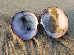 Psammobiidae