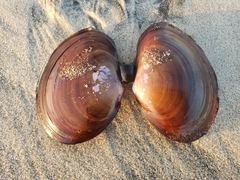 Psammobiidae