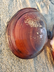 Psammobiidae
