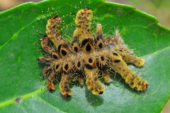 Phobetron hipparchia