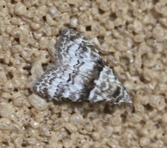 Nola euraphes