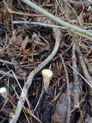 Clavariadelphus sachalinensis