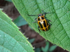Endocephalus lineatus