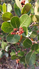 Rhus muelleri