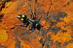 Traumatomutilla angustata