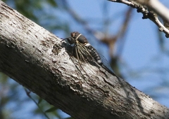 Diceroprocta cinctifera