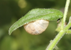 Praticolella mexicana