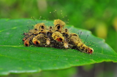 Phobetron hipparchia