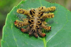 Phobetron hipparchia