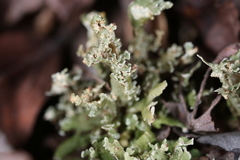 Cladonia strepsilis