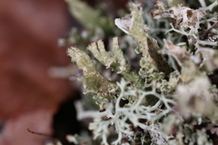 Cladonia strepsilis