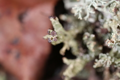 Cladonia strepsilis