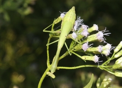 Stagmomantis resacae