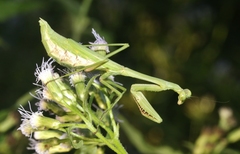 Stagmomantis resacae