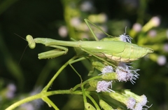 Stagmomantis resacae