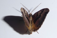 Xanthorhoe semifissata