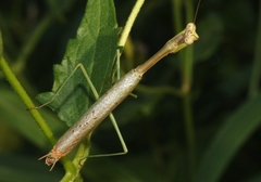 Stagmomantis resacae