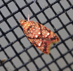 Lophopepla igniferella