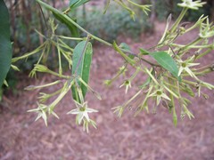Cestrum racemosum