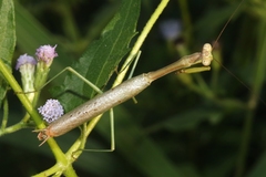 Stagmomantis resacae