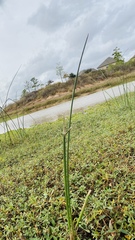 Eleocharis interstincta