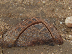 Prosopanche americana