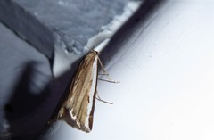 Orocrambus flexuosellus