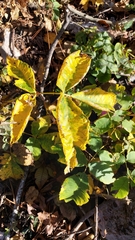 Carya ovata mexicana