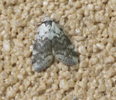 Thallarcha leptographa