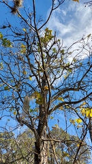 Carya ovata mexicana