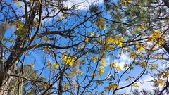 Carya ovata mexicana