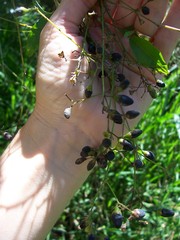 Cestrum racemosum