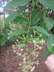 Cestrum racemosum