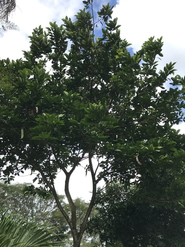 Inga spectabilis - Whole tree