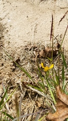 Helenium amarum