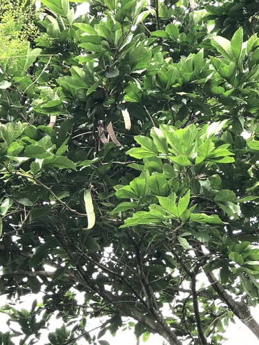 Inga spectabilis - Whole tree