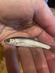 Richardsonius egregius