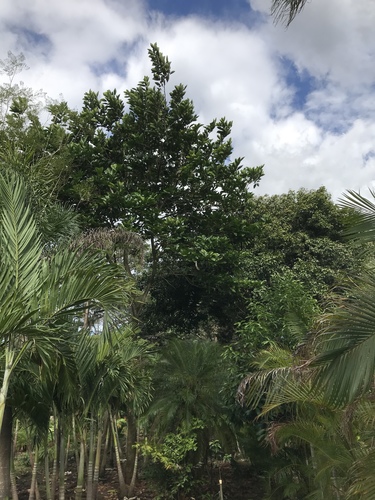 Inga spectabilis - Leaves