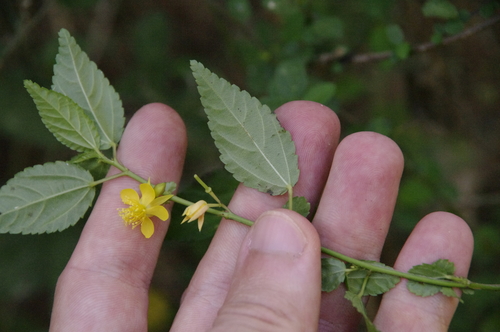 Image of Corchorus siliquosus by (c) Eric Knight, some rights reserved (CC BY)