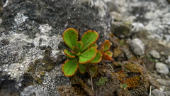 Veronica lavaudiana