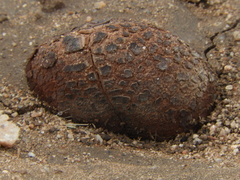 Prosopanche americana