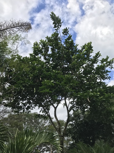 Inga spectabilis - Whole tree