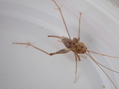 Pleioplectron thomsoni